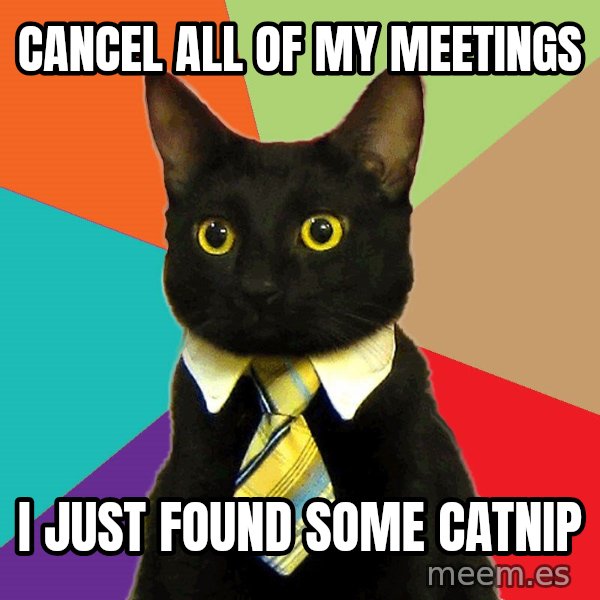 Business Cat meme: Cancel all of my meetings / I just found some catnip
