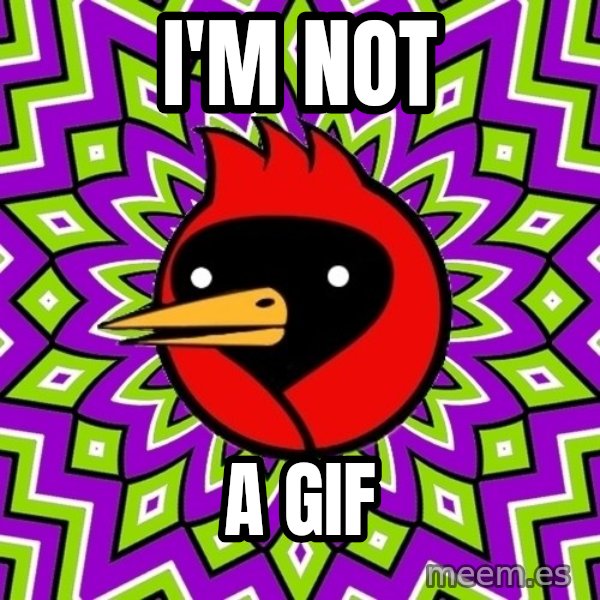 Omsk Crow meme: i'm not / a gif