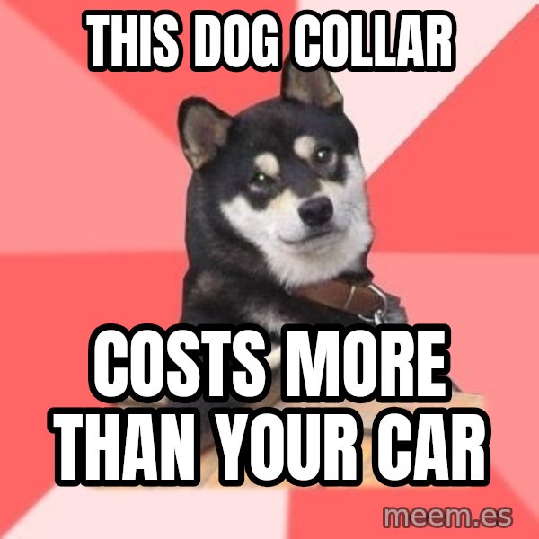 Cool Dog meme: THIS DOG COLLAR / COSTS MORE THAN YOUR CAR