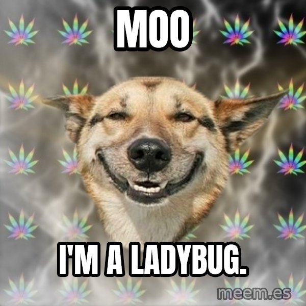 Stoner Dog meme: Moo / I'm a ladybug.