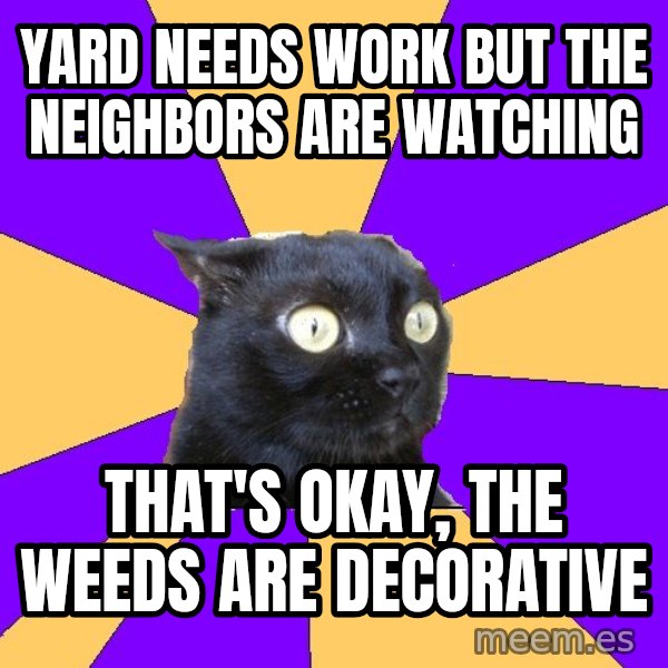 Anxiety Cat meme: yard needs work but the neighbors are watching / that's okay, the weeds are decorative