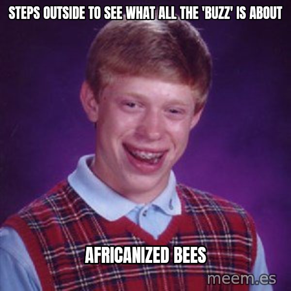 Bad Luck Brian meme: steps outside to see what all the 'buzz' is about / africanized bees