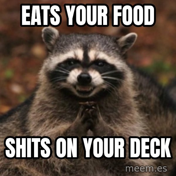 evil raccoon meme: eats your food / shits on your deck