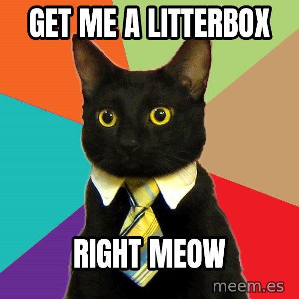 Business Cat meme: GET ME a litterbox / RIGHT MEOW