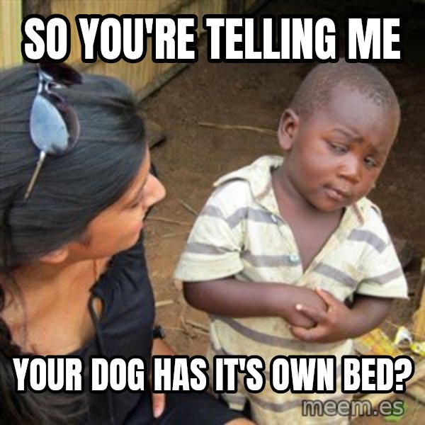 Skeptical 3rd World Kid meme: SO YOU'RE TELLING ME / YOUR DOG HAS IT'S OWN BED?