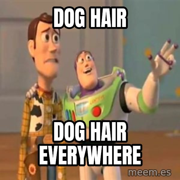 X, X Everywhere  meme: dog hair / dog hair everywhere