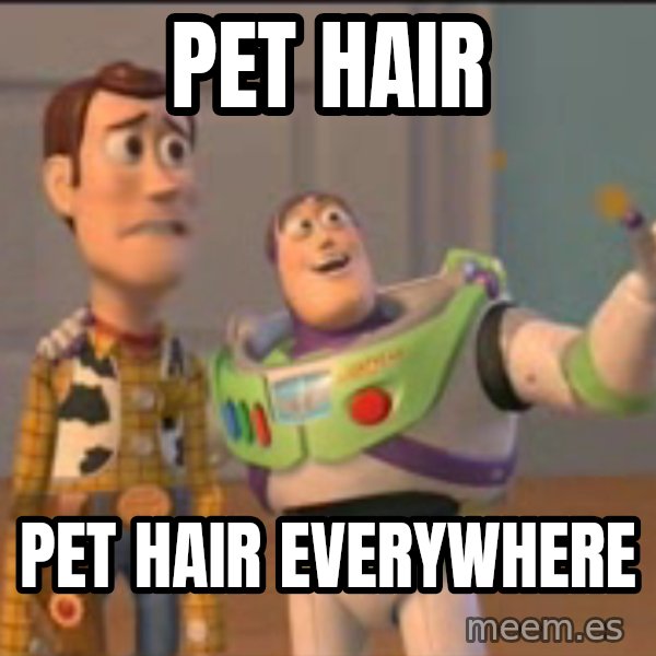X, X Everywhere  meme: pet hair / pet hair everywhere