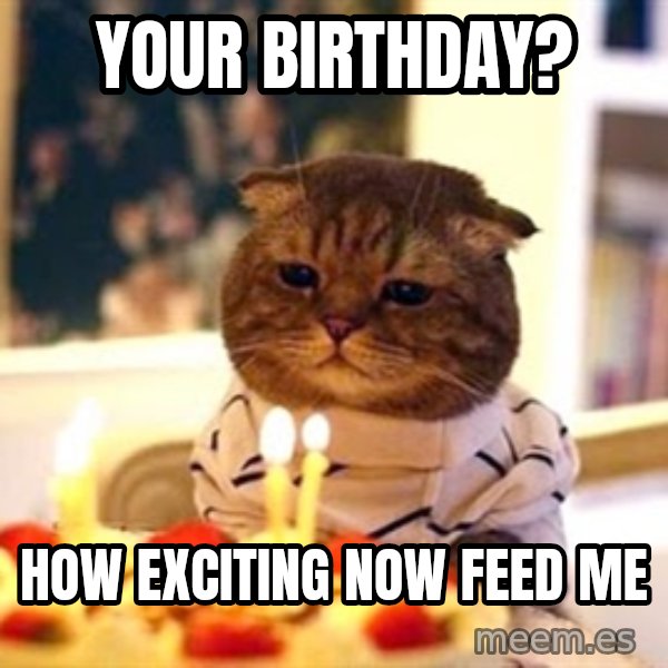 Birthday Cat meme: yoUr birthday? / how exciting now feed me