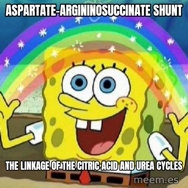 Imagination meme: aspartate-argininosuccinate shunt / The linkage of the citric acid and urea cycles
