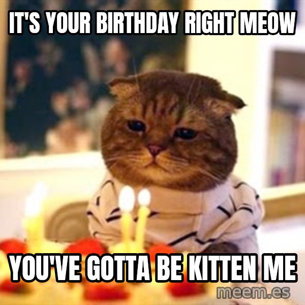 Birthday Cat meme: It's Your birthday right meow / you've gotta be kitten me