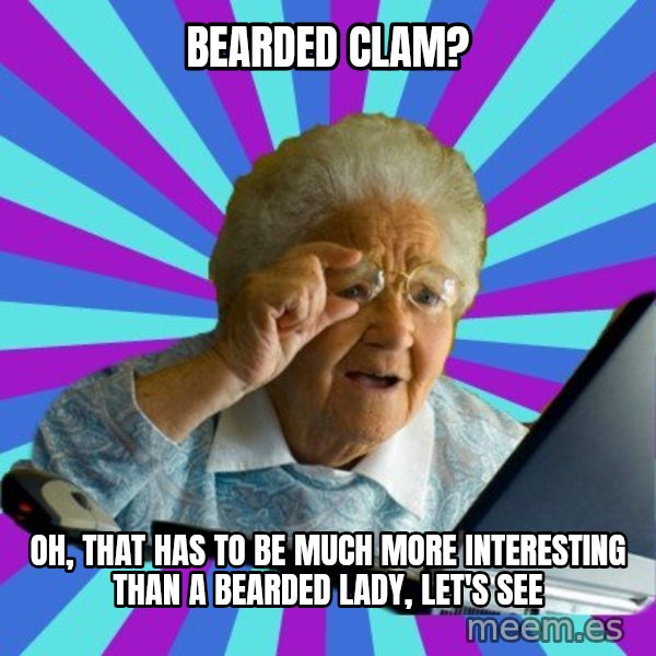 old lady meme: bearded clam? / oh, that has to be much more interesting than a bearded lady, let's see