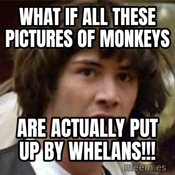 what if meme meme: what if all these pictures of monkeys / are actually put up by whelans!!!
