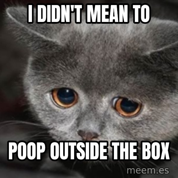 Sadcat meme: I didn't Mean to / Poop OUTSIDE THE BOX