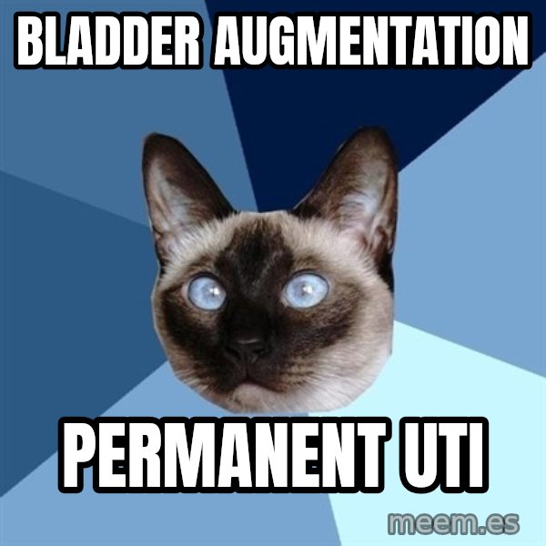 Chronic Illness Cat meme: Bladder Augmentation / Permanent UTI
