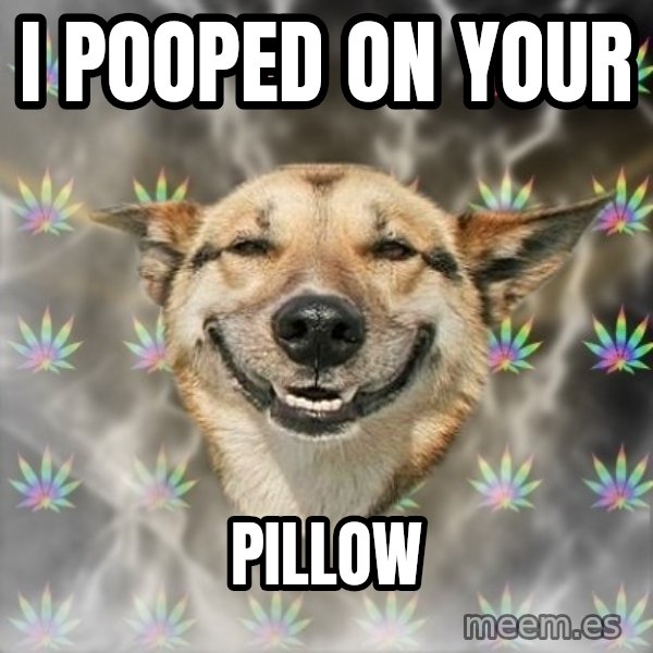 Stoner Dog meme: I POOPED ON YOUR / PILLOW