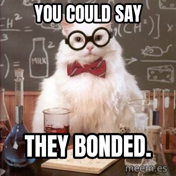 Chemistry Cat meme: You could say / They Bonded.