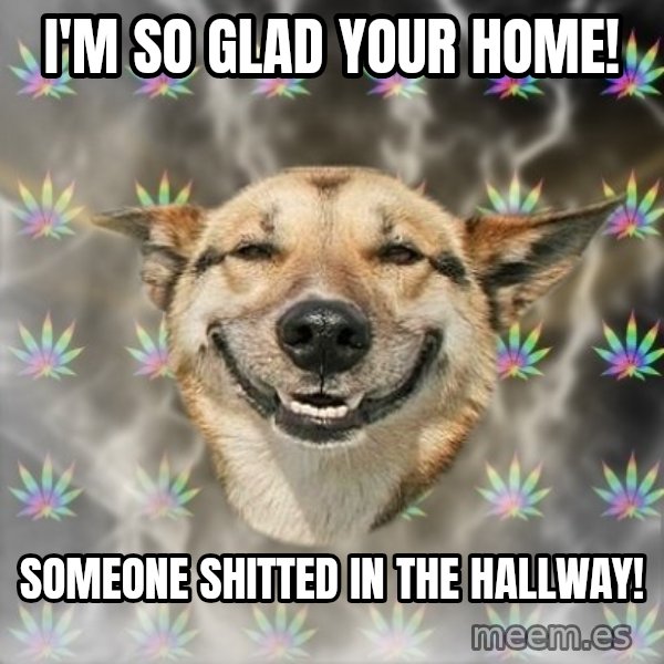Stoner Dog meme: I'M SO GLAD YOUR HOME! / SOMEONE SHITTED IN THE HALLWAY!