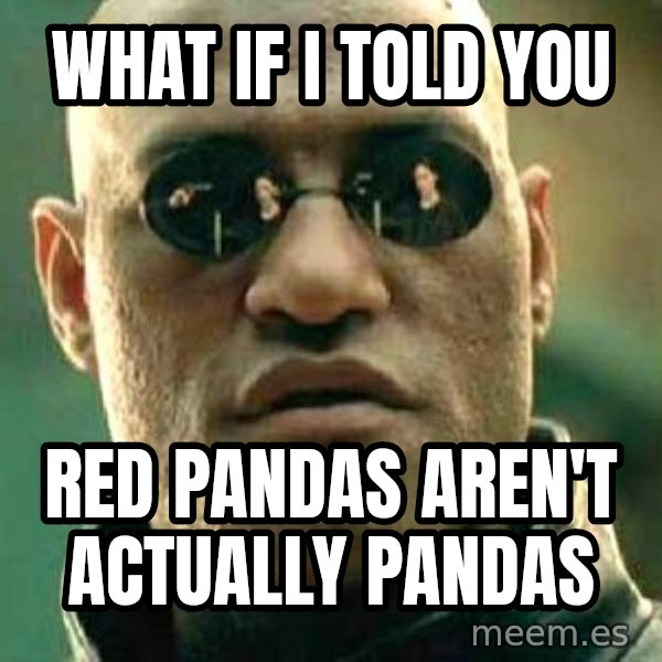 What if I told you / Matrix Morpheus meme: What if i told you / red pandas aren't actually pandas