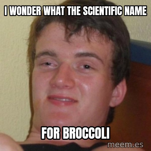 Stoner Guy meme: i wonder what the scientific name / for broccoli
