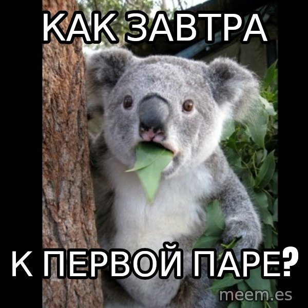 Koala can't believe it meme: как завтра / к первой паре?