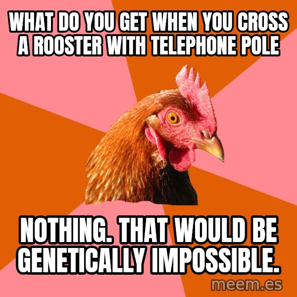 Anti Joke Chicken meme: What do you get when you cross a rooster with  telephone pole / Nothing. That would be genetically impossible.