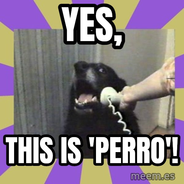 Yes, this is dog! meme: YES, / THIS IS 'PERRO'!