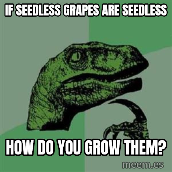 Philosoraptor meme: if Seedless grapes are seedless / How do you grow them?
