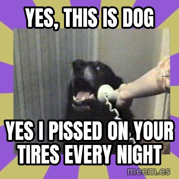 Yes, this is dog! meme: yes, this is dog / yes i pissed on your tires every night
