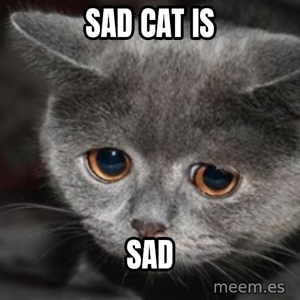 Sadcat meme: SAD CAT IS / SAD