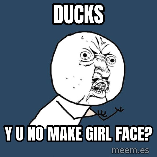 Y U No meme: Ducks / Y u no make girl face?