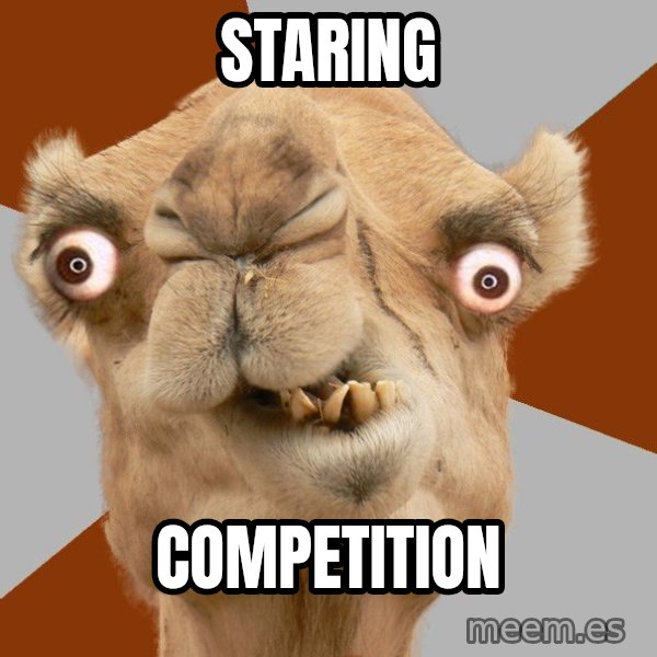 Crazy Camel lol meme: STARING / COMPETITION