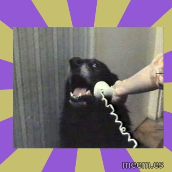Yes, this is dog! meme: 