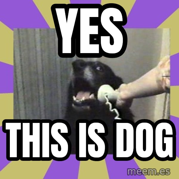 Yes, this is dog! meme: YES / THIS IS DOG