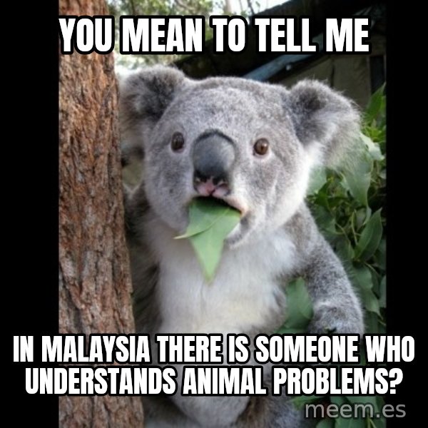 Koala can't believe it meme: You mean to tell me / In malaysia there is someone who understands animal problems?