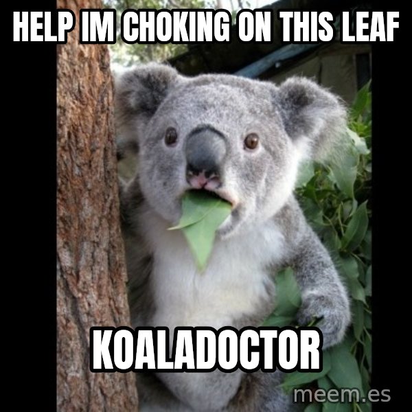 Koala can't believe it meme: Help Im choking on this leaf / koaladoctor