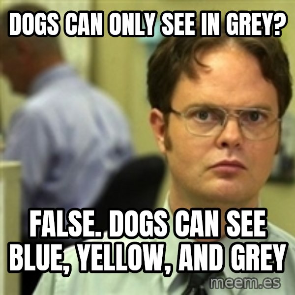Dwight Schrute meme: Dogs can only see in grey? / FALSE. Dogs can see blue, yellow, and grey