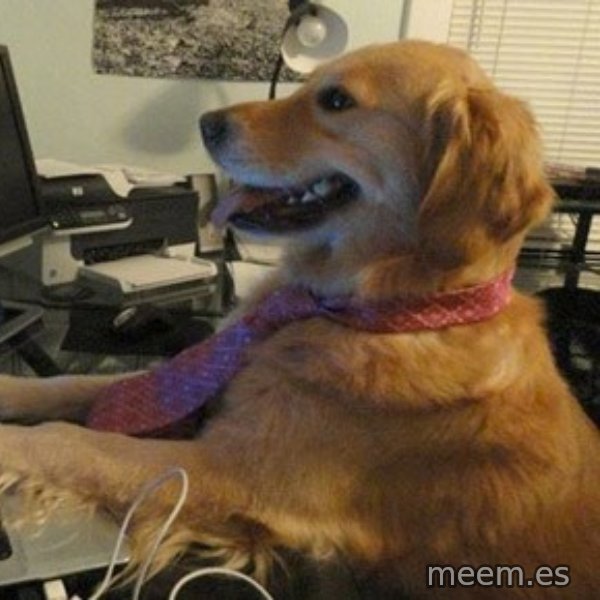 I have no idea what I'm doing - Dog with Tie meme: 
