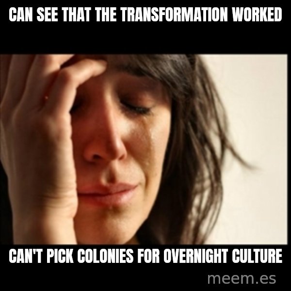 First World Problems meme: can see that the transformation worked / can't pick colonies for overnight culture