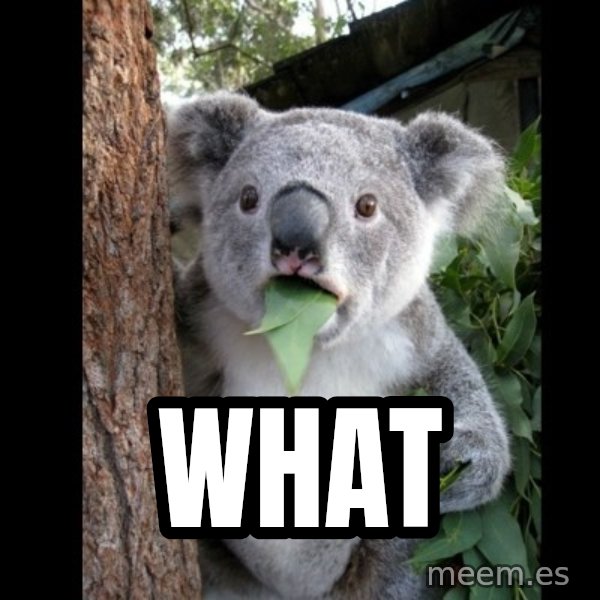 Koala can't believe it meme: what