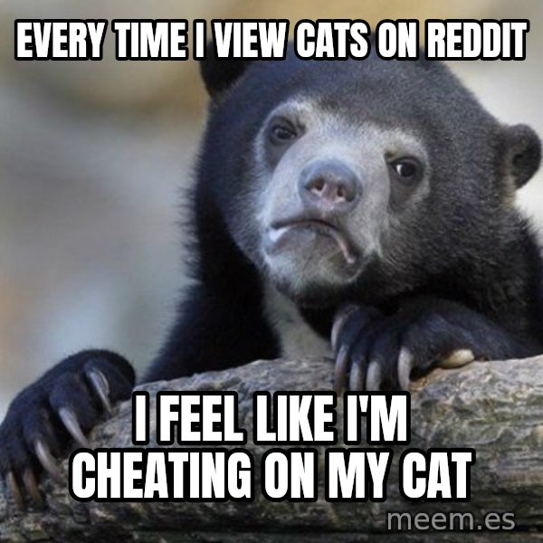 Confession Bear meme: every time i view cats on reddit / i feel like i'm cheating on my cat