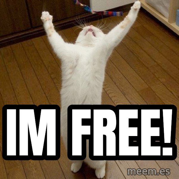 praise the lord cat meme: im free!