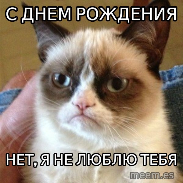 Grumpy Cat  meme: С ДНЕМ РОЖДЕНИЯ / Нет, я не люблю тебя