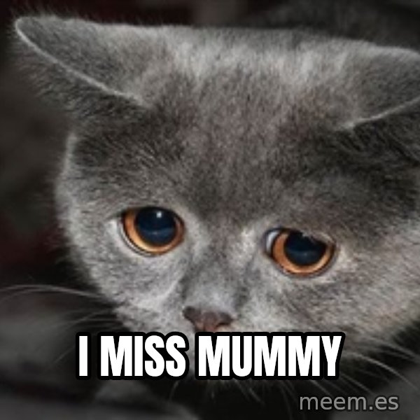 Sadcat meme: I miss Mummy