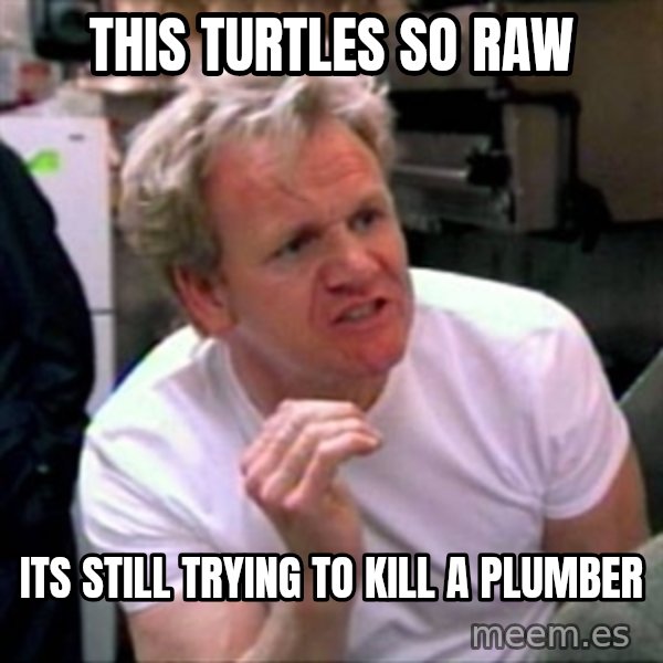 Gordon Ramsay meme: THIS TURTLES SO RAW / ITS STILL TRYING TO KILL A PLUMBER