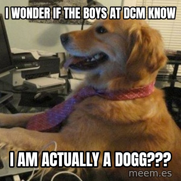I have no idea what I'm doing - Dog with Tie meme: I WONDER IF THE BOYS AT DCM KNOW / I AM ACTUALLY A DOGG???
