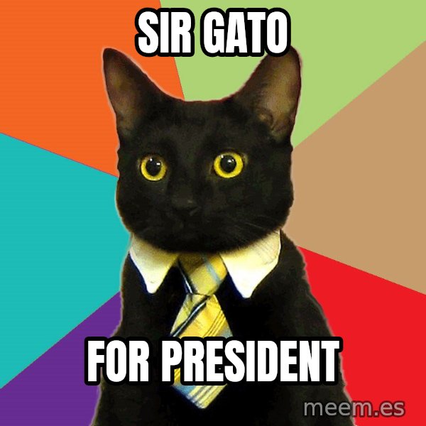 Business Cat meme: SIR GATO / FOR PRESIDENT