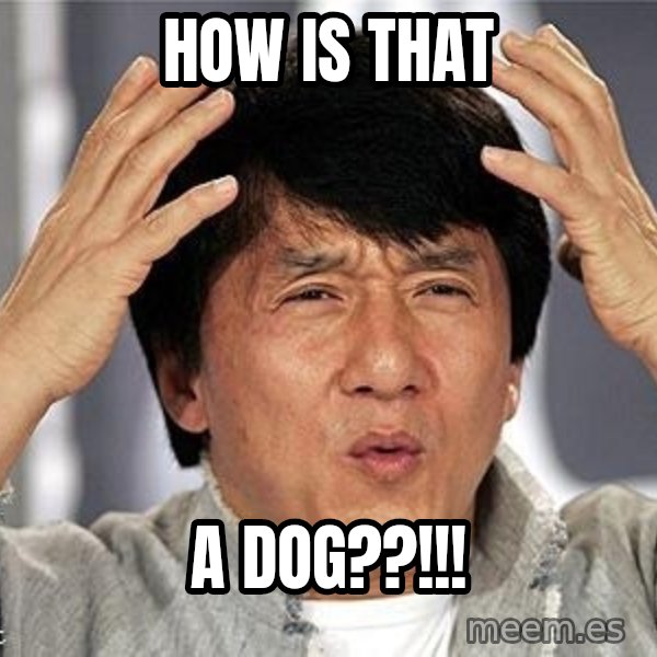 Confused Jackie Chan meme: HOW IS THAT / A DOG??!!!