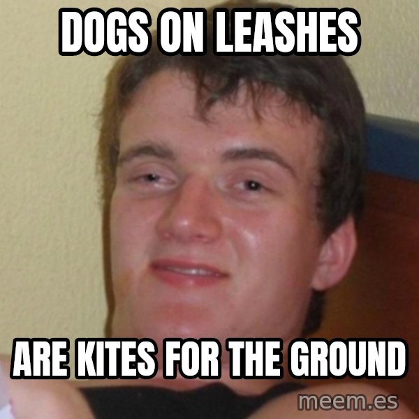 Really Stoned Guy meme: Dogs on Leashes / are kites for the ground