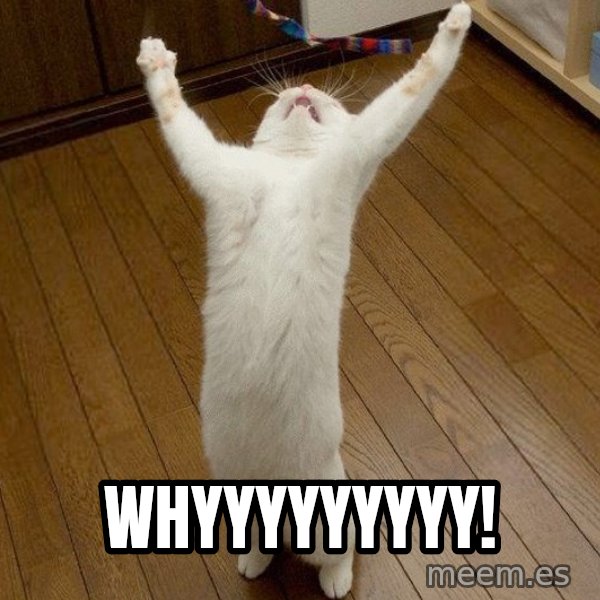 praise the lord cat meme: WHYYYYYYYYY!