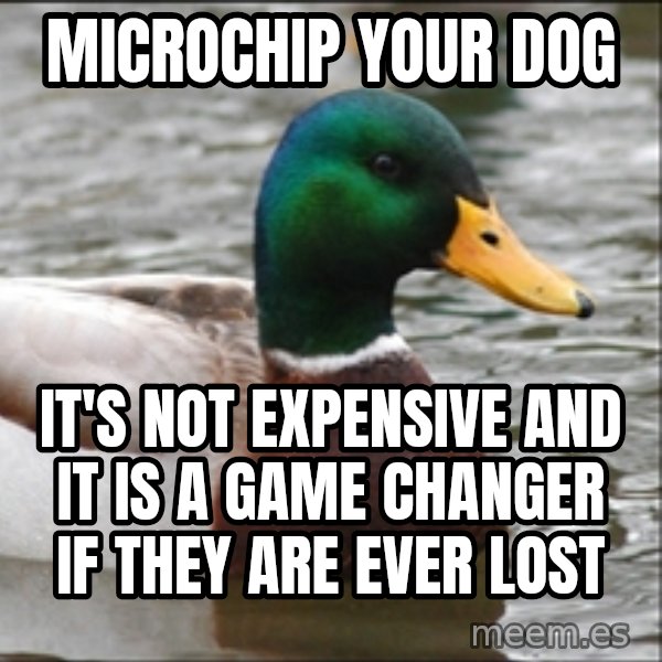 Actual Advice Mallard 1 meme: microchip your dog / it's not expensive and it is a game changer if they are ever lost